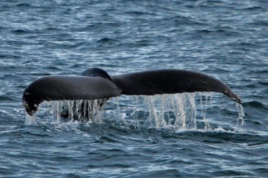 Tour de Avistamiento de Ballenas