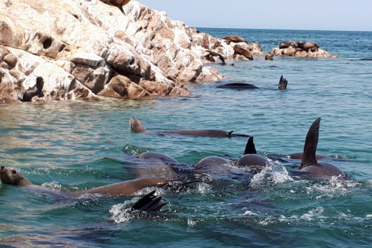 Tours a Isla San Jorge